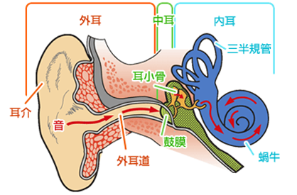 耳の仕組みと機能